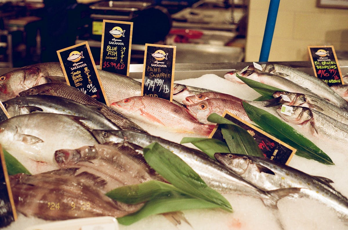 Fish laid out on crushed ice at a Tuscan coastal fish market